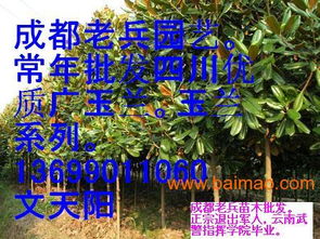 老兵苗木园艺场 新精品广玉兰的匠心之选与超值价格