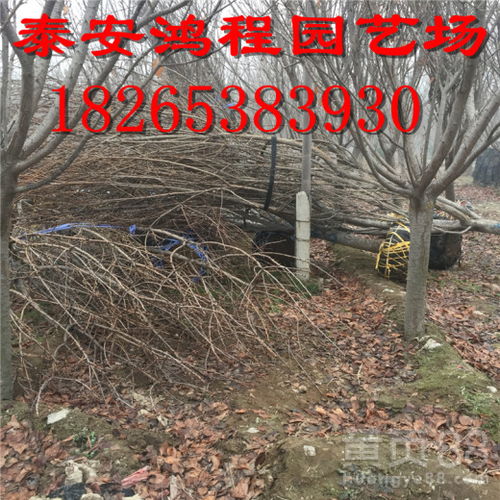 山东果农直销 低价供应樱花绿化树苗，品种纯正，成活有保障