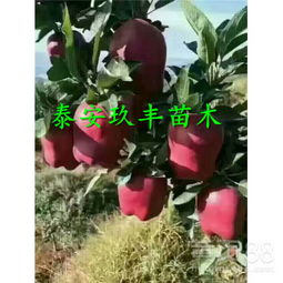 阿克苏苹果苗报价与选购指南