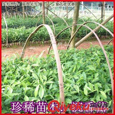 【.〖农副产品〗批发正宗海南白木香 珍稀名贵苗木 奇楠沉香 沉香苗】.〖农副产品〗批发正宗海南白木香 珍稀名贵苗木 奇楠沉香 沉香苗批发价格,厂家,图片,北流市新丰大圣农副产品购销部 -