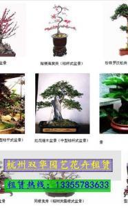 供应杭州市萧山区盆景租摆、植物租赁、苗木出租=双华_农副产品_世界工厂网中国产品信息库