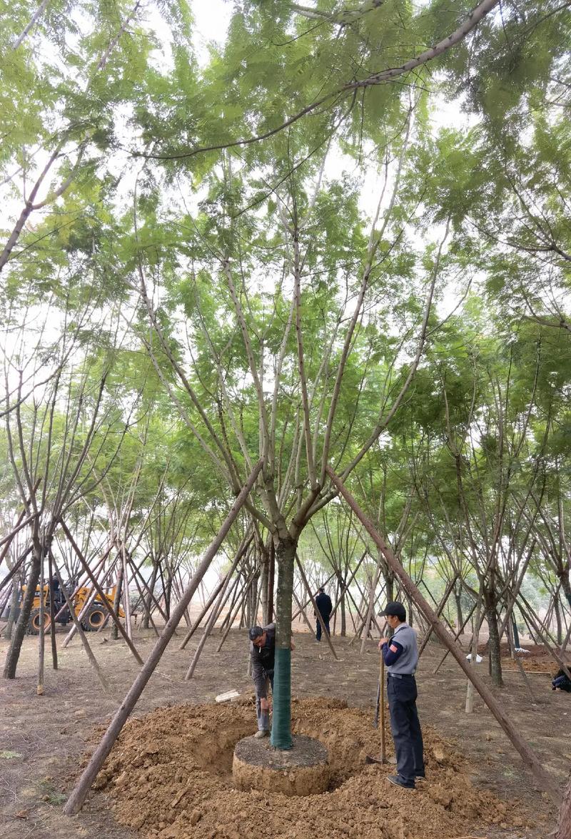 蓝花楹遇上建工华阳 行道树项目的精品苗木之道